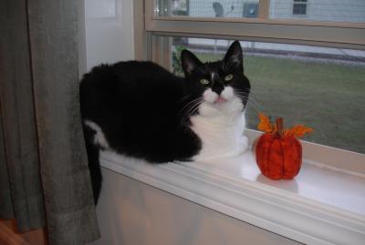 Oreo the cat in a windowsill